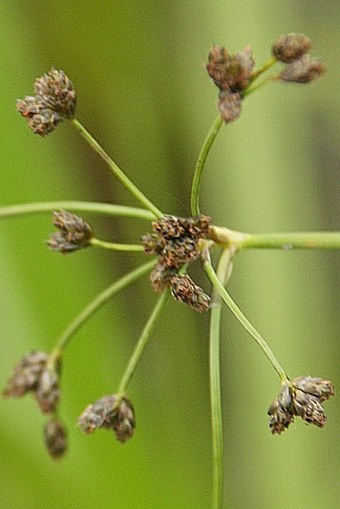 Scirpus radicans