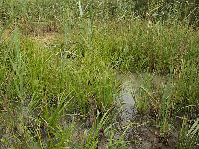 Scirpus radicans