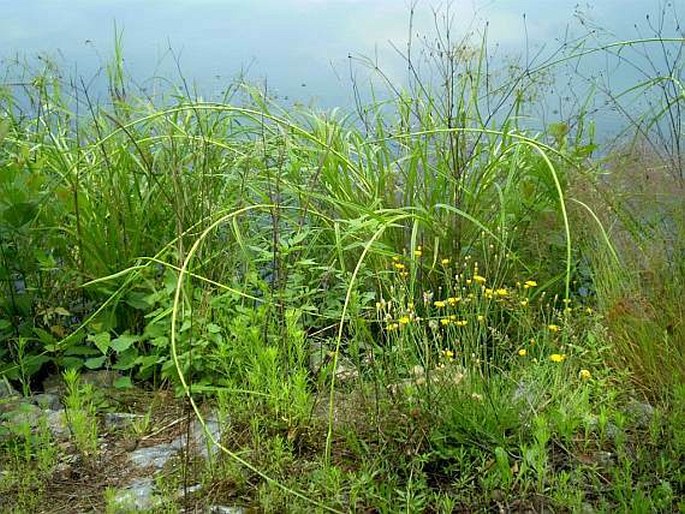 Scirpus radicans