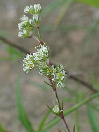 Scleranthus perennis