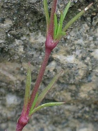 Scleranthus perennis