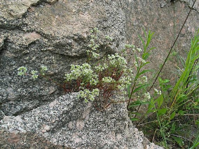 Scleranthus perennis