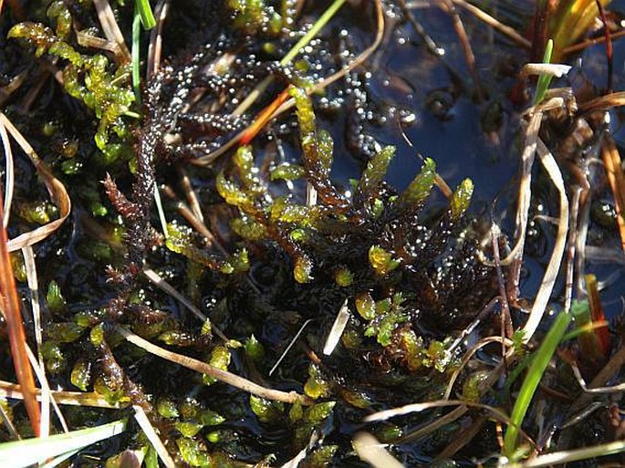 Scorpidium scorpioides