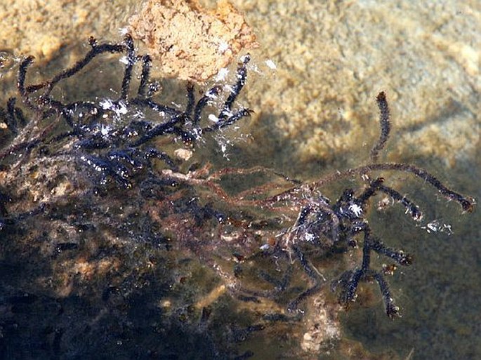 Scorpidium scorpioides
