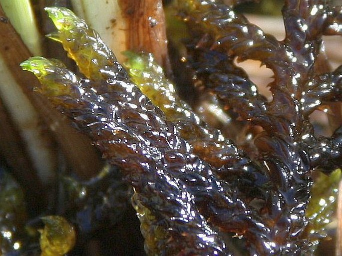 Scorpidium scorpioides