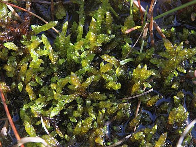 Scorpidium scorpioides