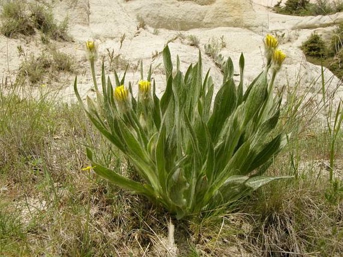 Scorzonera eriophora