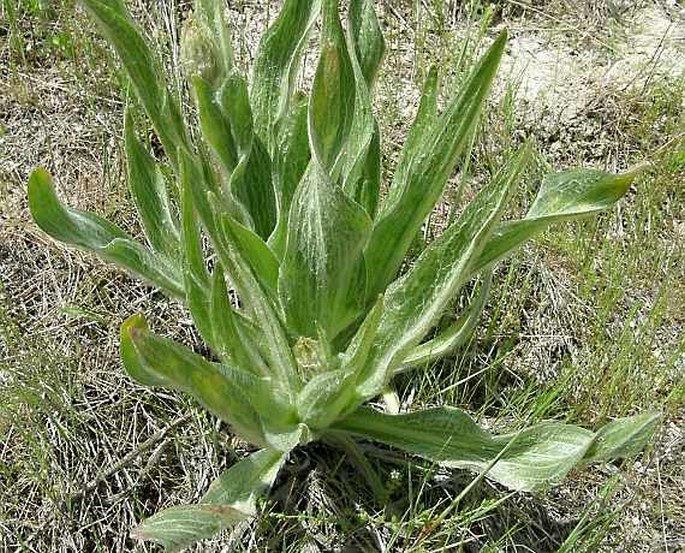 Scorzonera eriophora