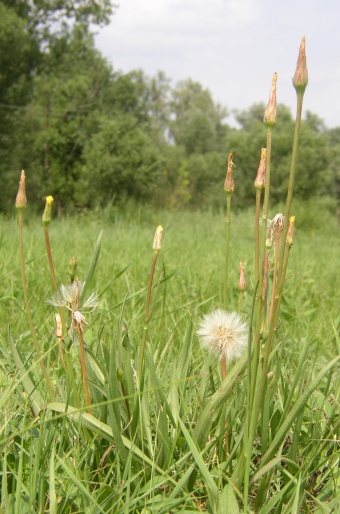 Scorzonera parviflora