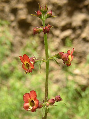 Scrophularia calliantha