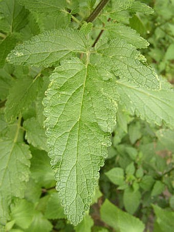 Scrophularia calliantha