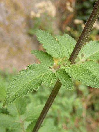 Scrophularia calliantha