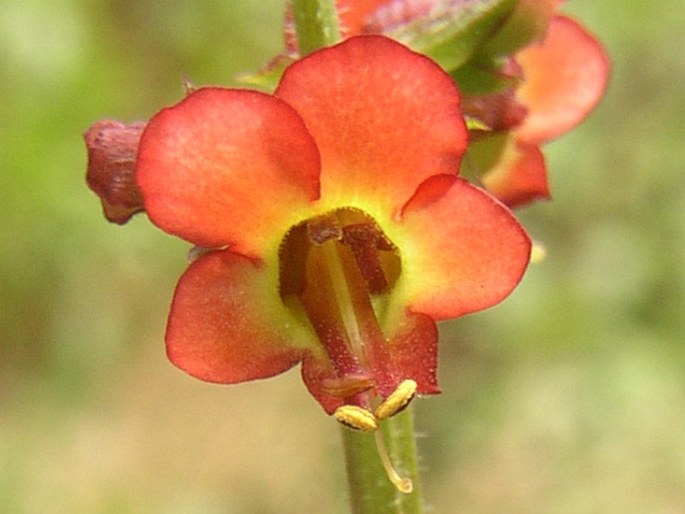 SCROPHULARIA CALLIANTHA Webb et Berthel. – krtičník