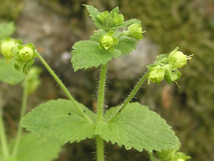 SCROPHULARIA VERNALIS L. – krtičník jarní / krtičník jarný