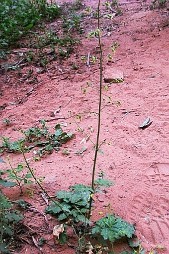 Scrophularia nabataeorum