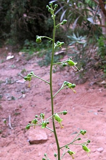 Scrophularia nabataeorum