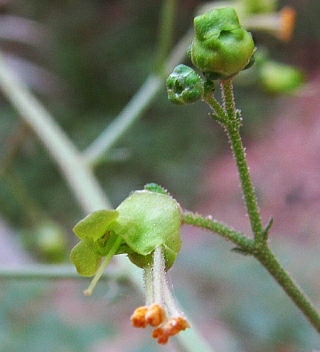 Scrophularia nabataeorum