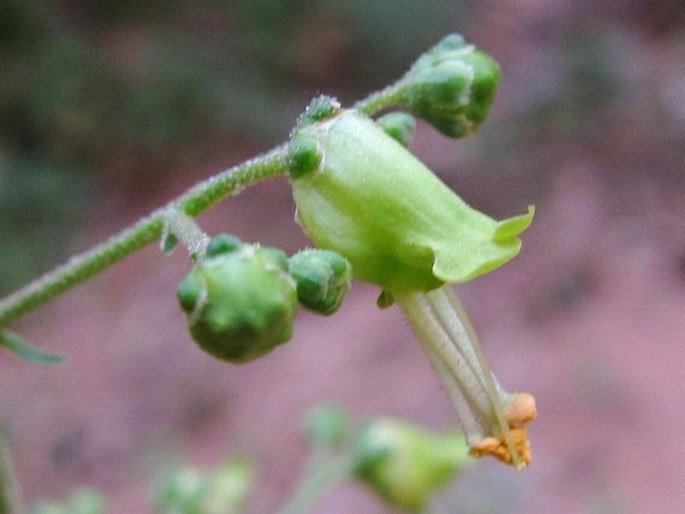 SCROPHULARIA NABATAEORUM Eig – krtičník