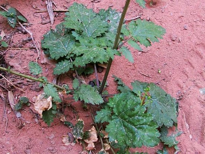 Scrophularia nabataeorum