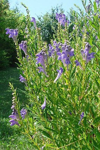 Scutellaria baicalensis