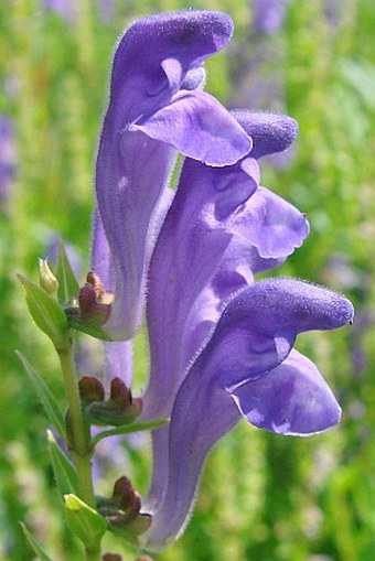 Scutellaria baicalensis