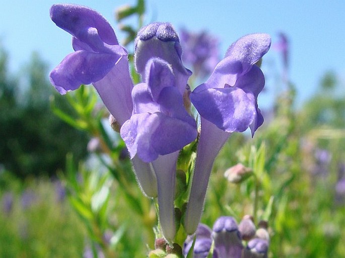 Scutellaria baicalensis