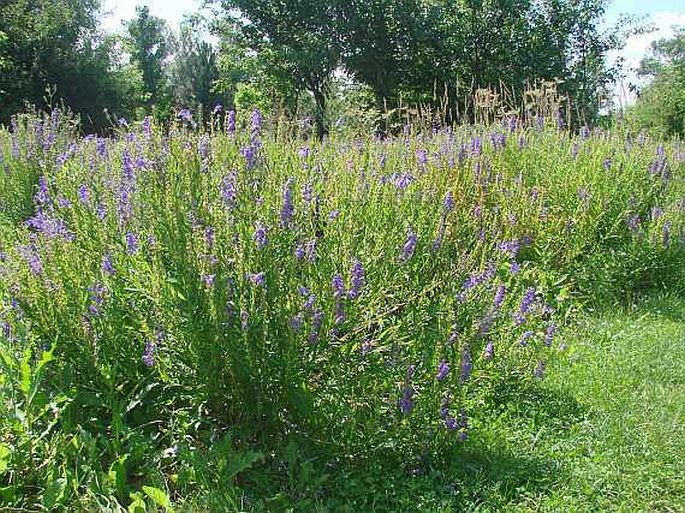 Scutellaria baicalensis