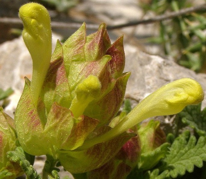 Scutellaria pinnatifida subsp. alpina