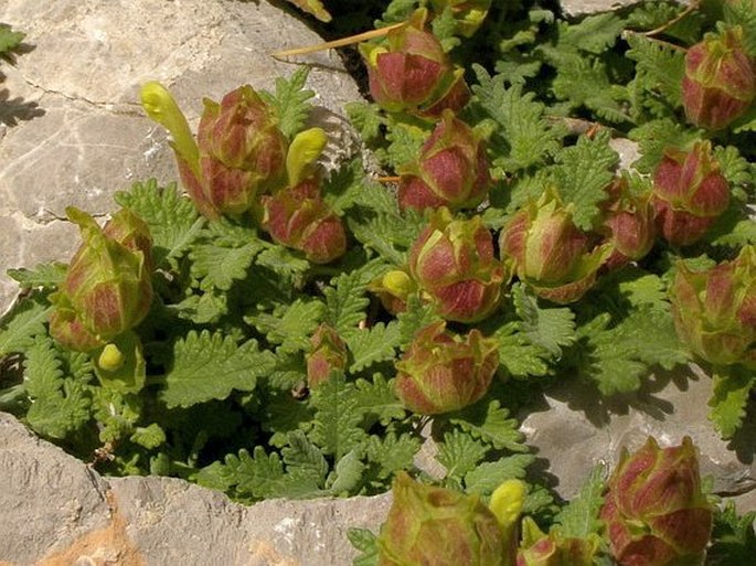 Scutellaria pinnatifida subsp. alpina