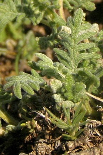 Scutellaria pinnatifida