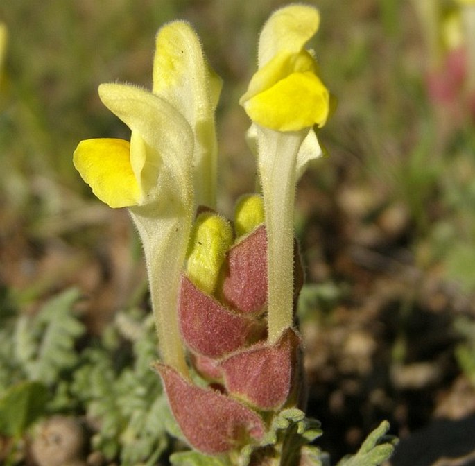 Scutellaria pinnatifida