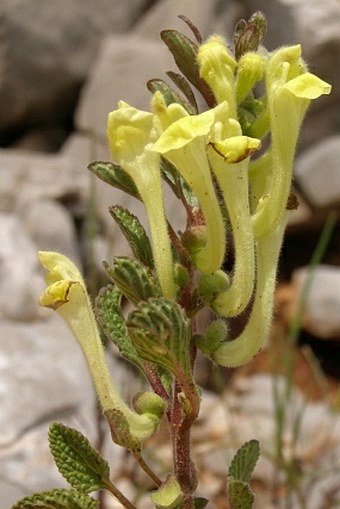 Scutellaria salviifolia