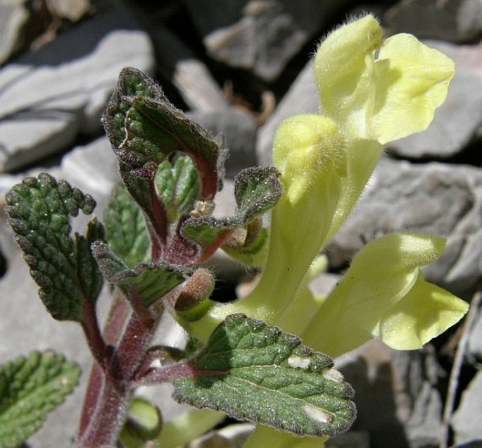 Scutellaria salviifolia