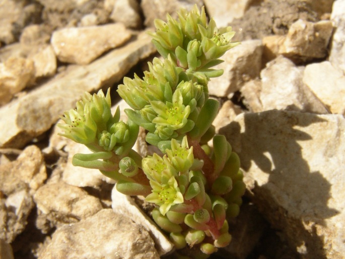 Sedum atratum carinthiacum