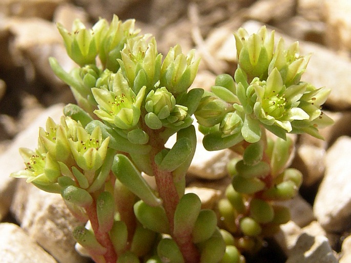 Sedum atratum carinthiacum