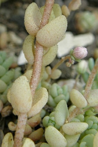 Sedum dasyphyllum