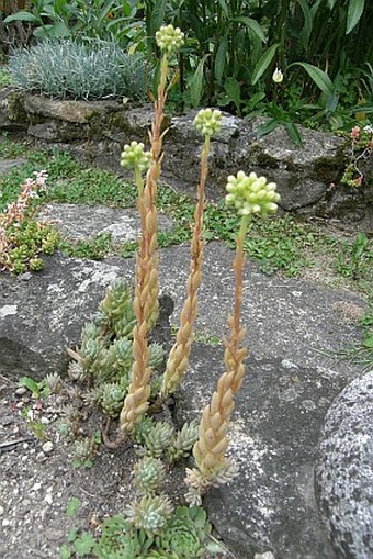 Sedum sediforme