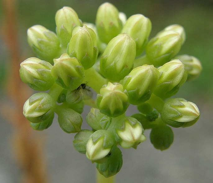 Petrosedum sediforme