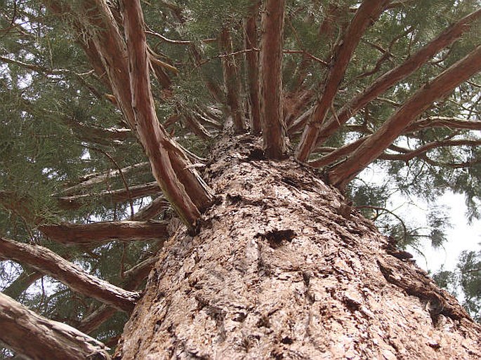 Sequoiadendron giganteum