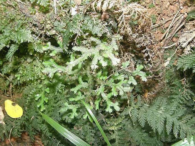 Selaginella fissidentoides