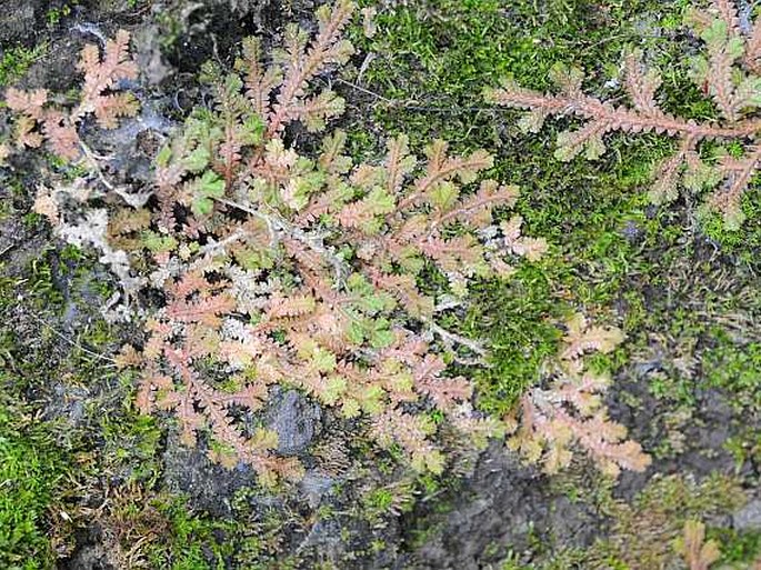 Selaginella viridula