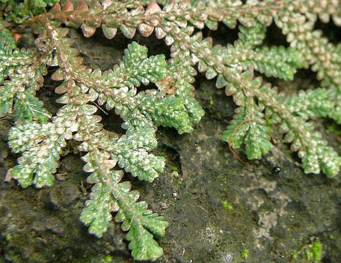 Selaginella viridula