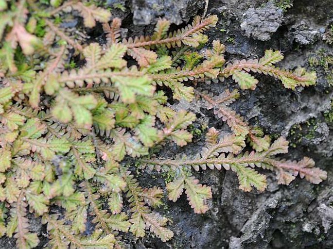 Selaginella viridula