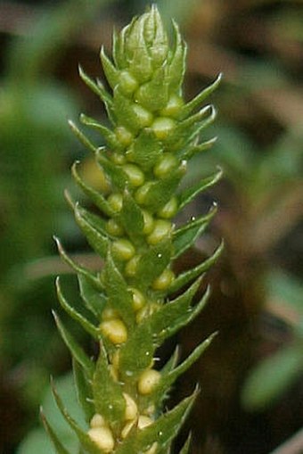 Selaginella selaginoides