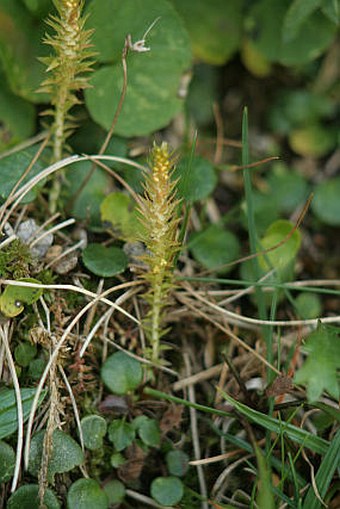 Selaginella selaginoides