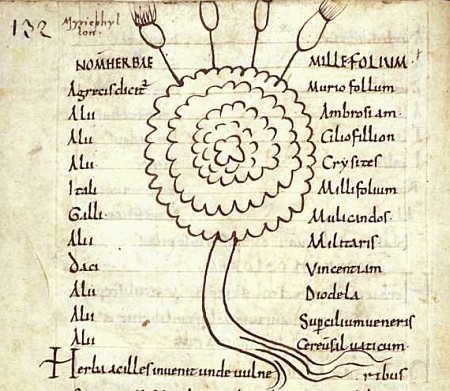 Iconographia plantarum: Sempervivum L.