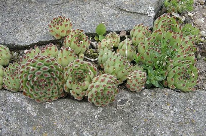 Sempervivum pittonii