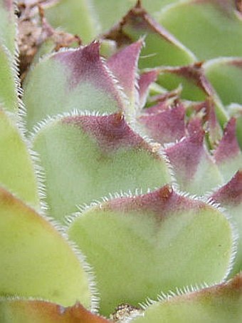 Sempervivum tectorum