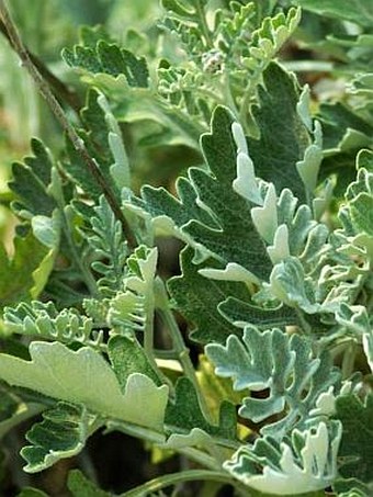 Senecio bicolor