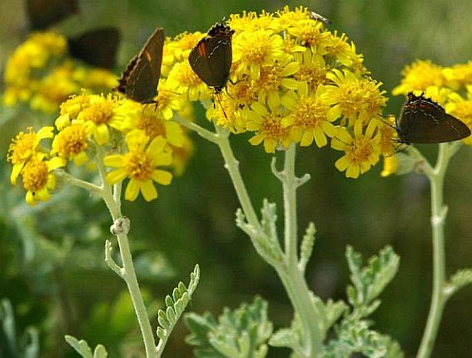 Senecio bicolor